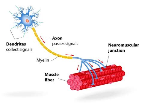 Motor Neuron - The Definitive Guide | Biology Dictionary