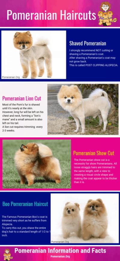 Can You Cut Pomeranian Hair Short