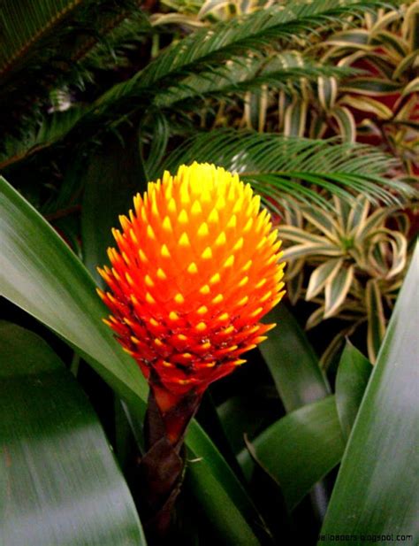 Plants In The Tropical Rainforest And Their Names | Amazing Wallpapers