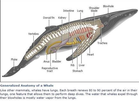 Baleen Whale Anatomy - Calm Water = Calm Whales, and the Reverse is True Too ... - Baleen whales ...