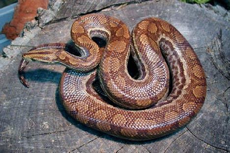 Columbian Rainbow Boa Snake | All about snake pictures