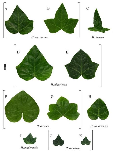 Ivy Leaf Morphology Plate 1