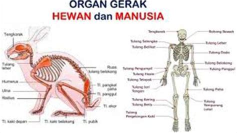 Organ Gerak Hewan Dan Manusia - Homecare24