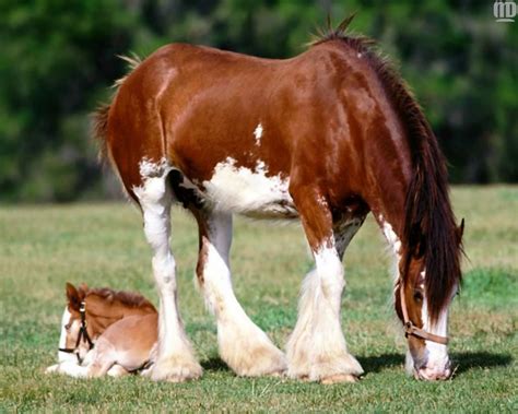 🔥 [50+] Clydesdale Horses Wallpapers | WallpaperSafari