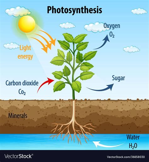 Diagram showing process photosynthesis in plant vector image on VectorStock | Photosynthese ...