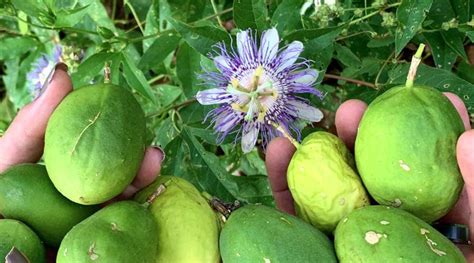 Native passion fruit (Passiflora incarnata): How to grow, forage & eat - Tyrant Farms