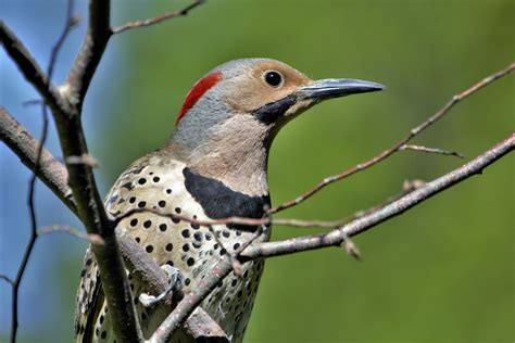 Michigan Woodpeckers (8 Different Species Revealed) - BirdingHub