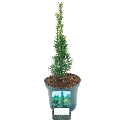 Taxus baccata 'Fastigiata Robusta' — Plant Wholesale FlorAccess