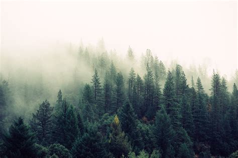 Misty Forest Wallpapers - Wallpaper Cave