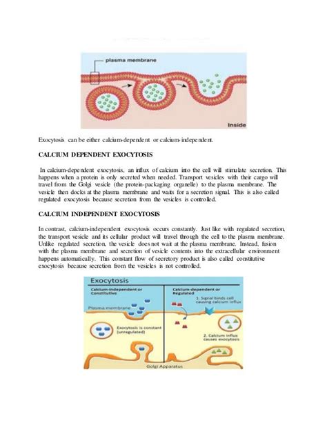 Types of vesicular transport