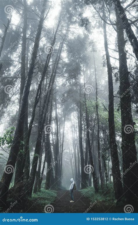 Forest Rain and Fog in the Forest Stock Photo - Image of outdoor, hill: 153253812