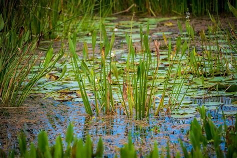 Florida Green Stormwater Infrastructure » Wetland vegetation at Orlando Wetlands Park