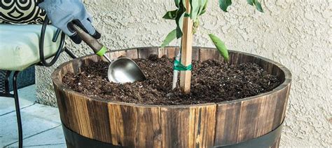 How to Plant and Care for an Avocado Tree