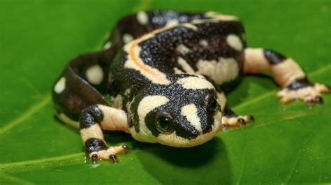 Chinese Giant Salamander | San Diego Zoo Animals & Plants