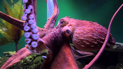 Giant Pacific Octopuses are Extreme - YouTube