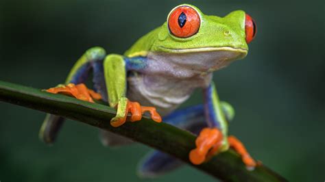 Red-Eyed Tree Frog Care Sheet & Pet Guide - FrogPets