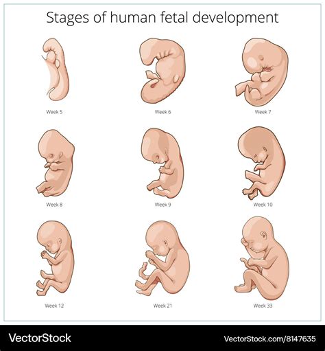 Illustration Stages Fetal Development Pregnancy Fetal – NBKomputer