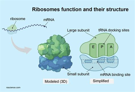 Ribosome - protein factory - definition, function, structure and biology