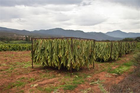 Tobacco farming in Zimbabwe: Profit, problems and solutions – AgriOrbit