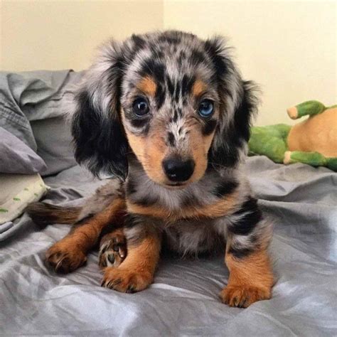 Blue Dapple Dachshund | PETSIDI