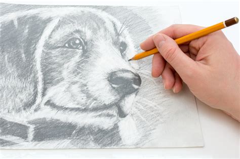 Top 150 + Animal pencil sketch drawing - Inoticia.net