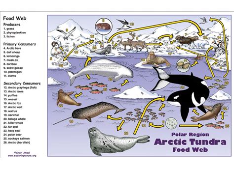 Arctic – Polar Region Food Web Activity