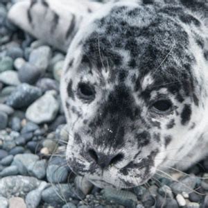 It's the season for Harbor Seal pupping... ~ San Juan Update