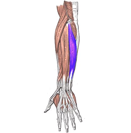 Palmaris Longus Origin And Insertion