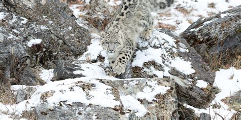 Snow Leopard Habitat Facts For Kids