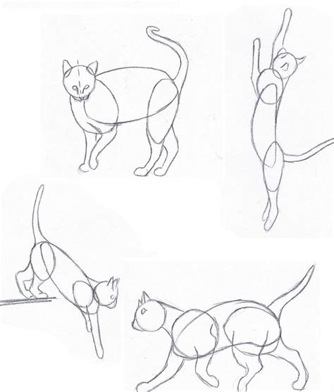 Drawing a cat – part 1 | Cat drawing tutorial, Animal drawings, Cat drawing