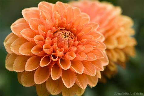 Peach-coloured flowers by Sashi94 on DeviantArt