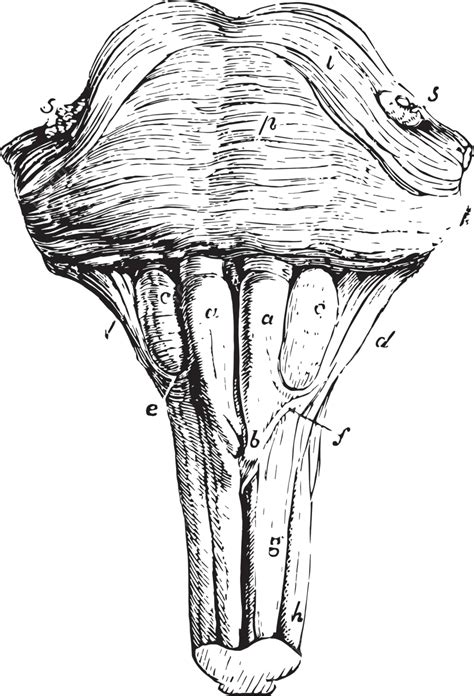 Vint Of The Medulla Oblongata And Anterior Surface Of The Pons Varolii ...