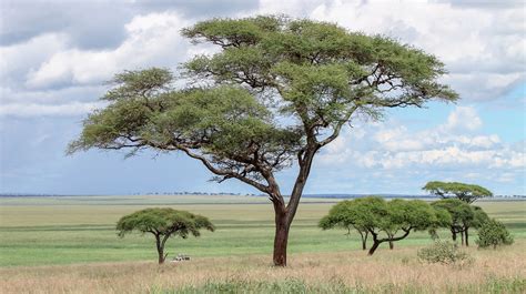 Examples of Xerophytes: Plants From Dry Regions