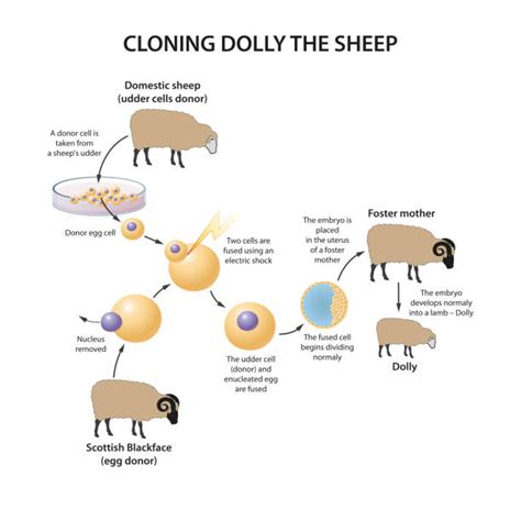 Cloning Dolly Animation