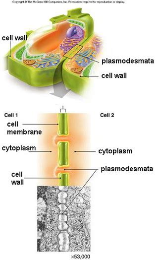 Plasmodesmata