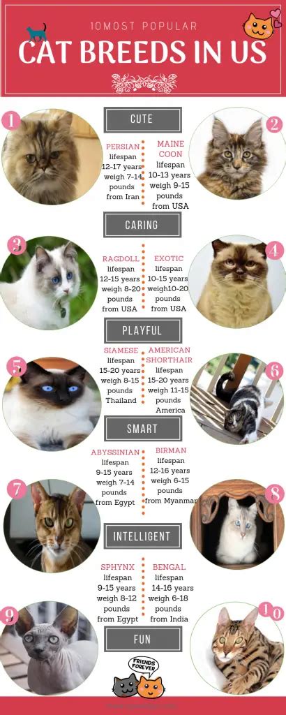 🥇🐱The 10 Most Popular Cat Breeds in the USA 2024