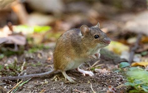 Types Of Rodents In North Texas