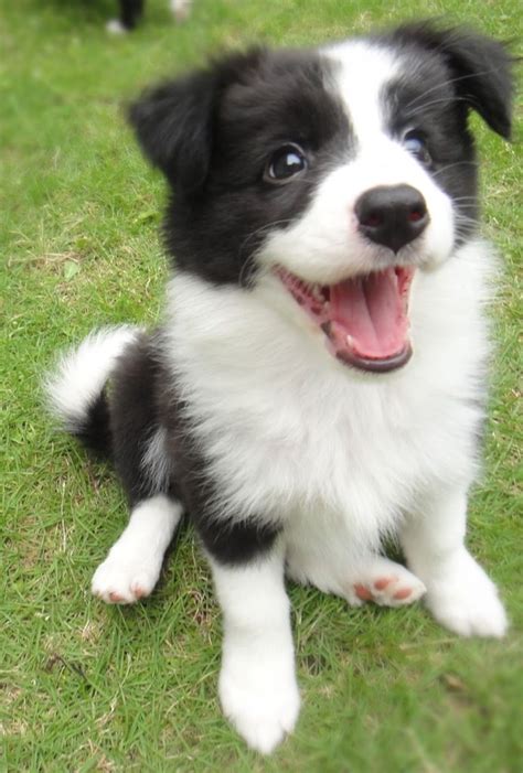 Funny Super Cute Border Collie Puppies - l2sanpiero