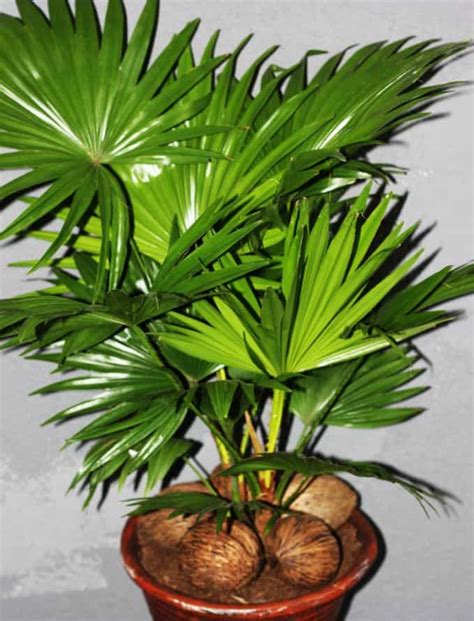 Types of Indoor Palm Trees - Identification + Pictures | Gardenine