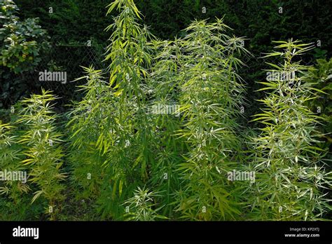 Cannabis sativa hi-res stock photography and images - Alamy