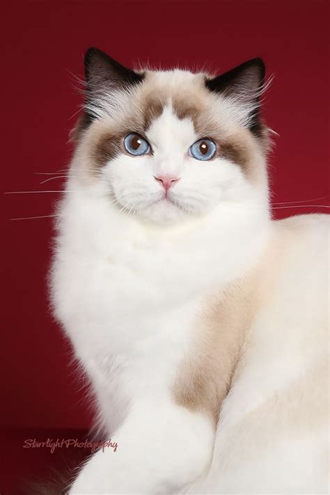 Ragdoll short hair | Cute cats and dogs, Pretty cats, Beautiful cats