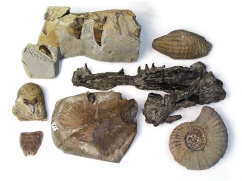 Cretaceous fossils – Fossils – Te Ara Encyclopedia of New Zealand