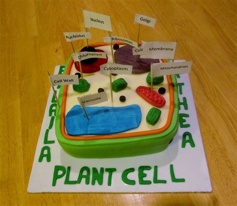 How To Make 3D Plant Cell Model Project