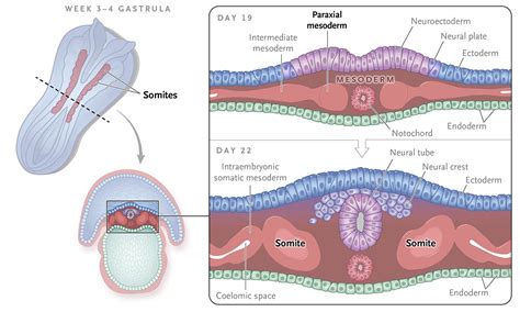 NEJM on Twitter: "Somitogenesis: The process by which somites form in a developing embryo ...