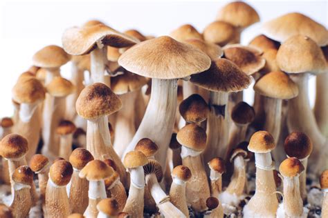 Edible Magic Mushrooms