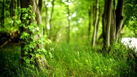 Lovely Spring Forest wallpaper | 1920x1080 | #30889