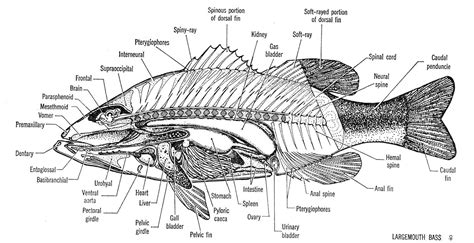 Bony Fish External Anatomy