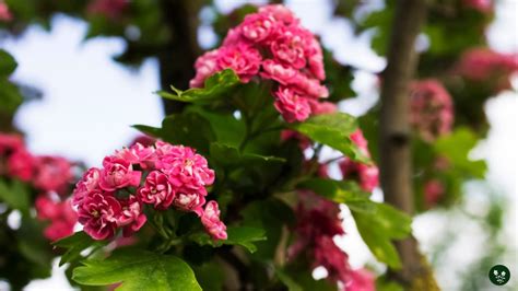 Hawthorn Flower Meaning: Colors, Symbolism & Secrets