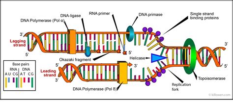 Dna Replication Topoisomerase Function