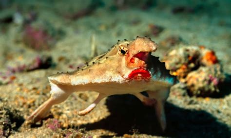 Red Lipped Batfish Adaptations | Sitelip.org